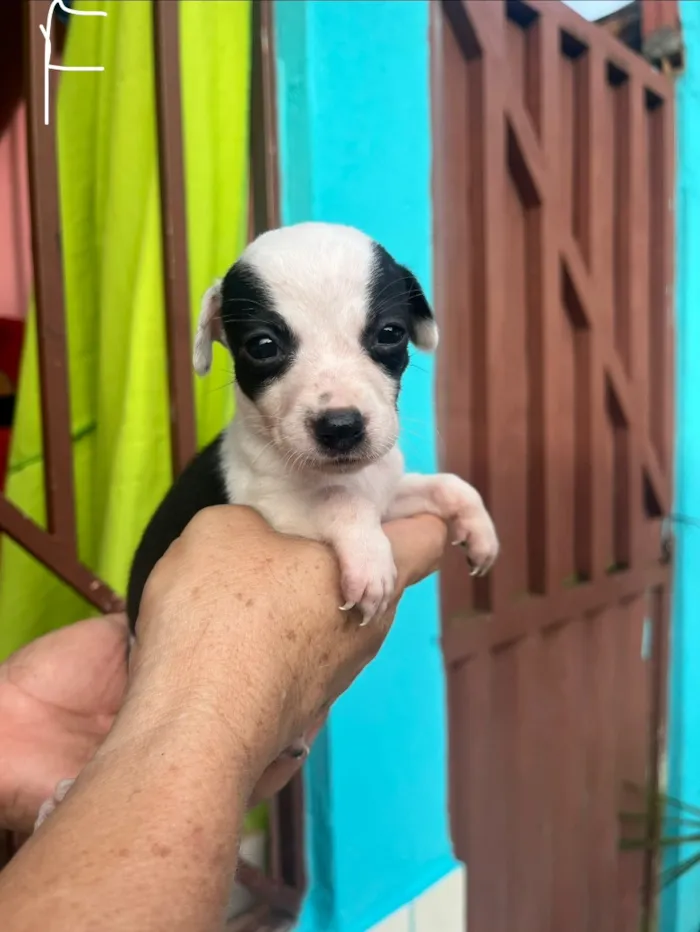 Cachorro raça SRD-ViraLata idade Abaixo de 2 meses nome SEM NOMES