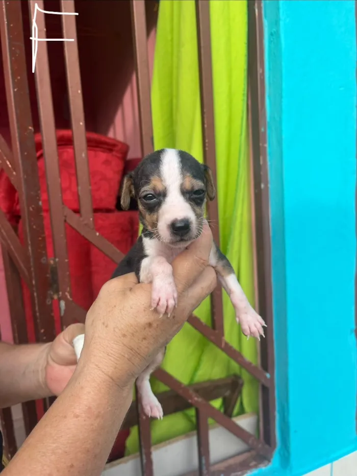 Cachorro raça SRD-ViraLata idade Abaixo de 2 meses nome SEM NOMES