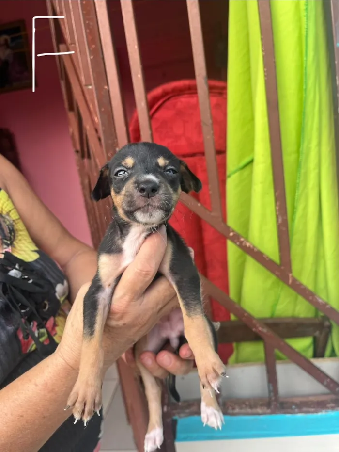 Cachorro raça SRD-ViraLata idade Abaixo de 2 meses nome SEM NOMES