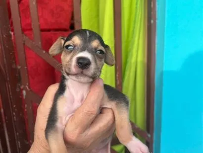 Cachorro raça SRD-ViraLata idade Abaixo de 2 meses nome SEM NOMES