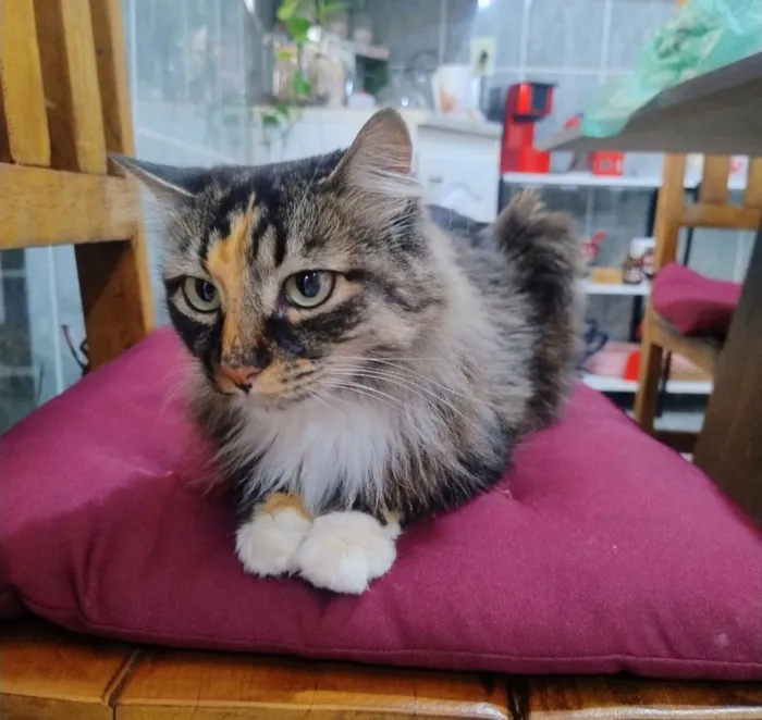 Gato raça SRD-ViraLata idade 4 anos nome Luly