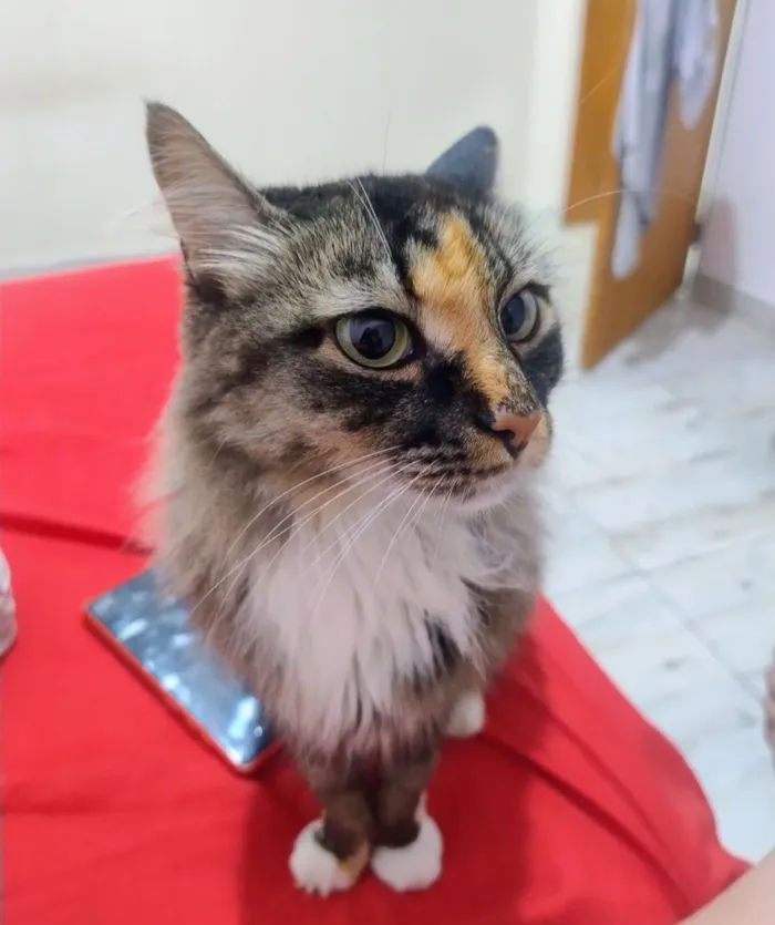 Gato raça SRD-ViraLata idade 4 anos nome Luly