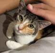 Lia
