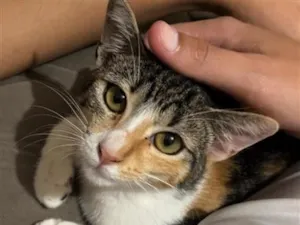 Gato raça SRD-ViraLata idade 7 a 11 meses nome Lia