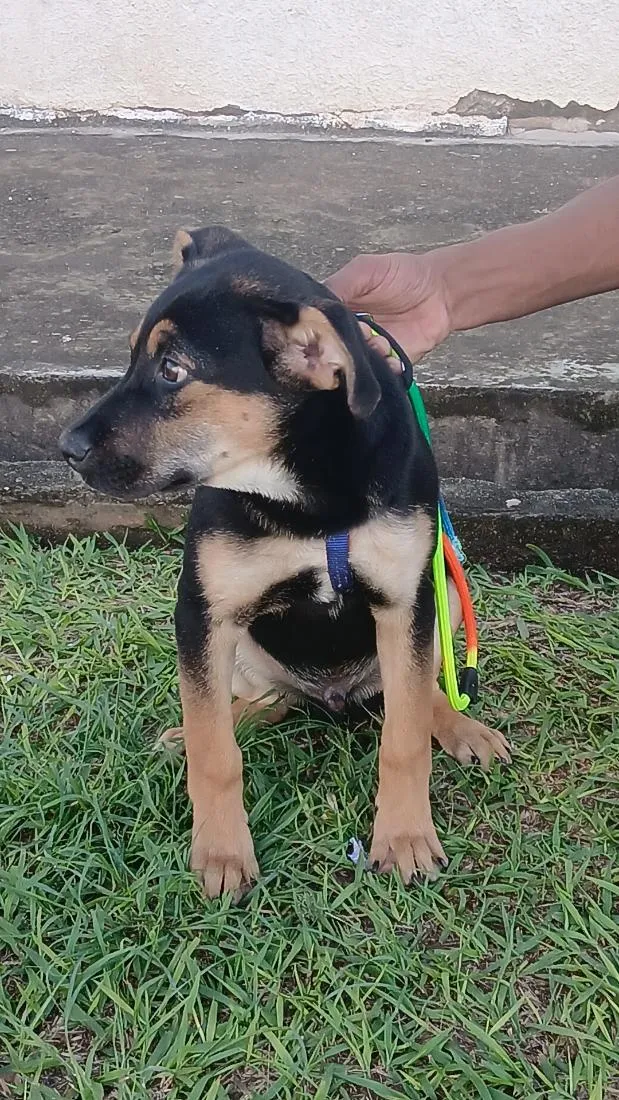 Cachorro raça Rottweiler idade 2 a 6 meses nome chocolate 