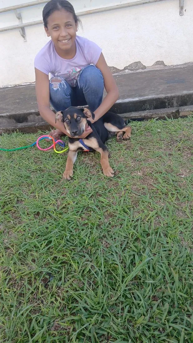 Cachorro raça Rottweiler idade 2 a 6 meses nome chocolate 