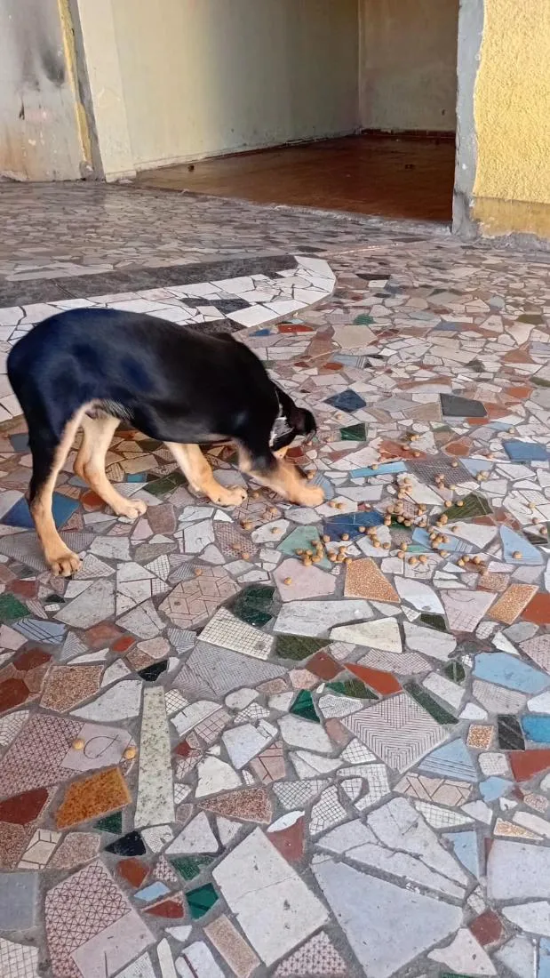 Cachorro raça Rottweiler idade 2 a 6 meses nome chocolate 