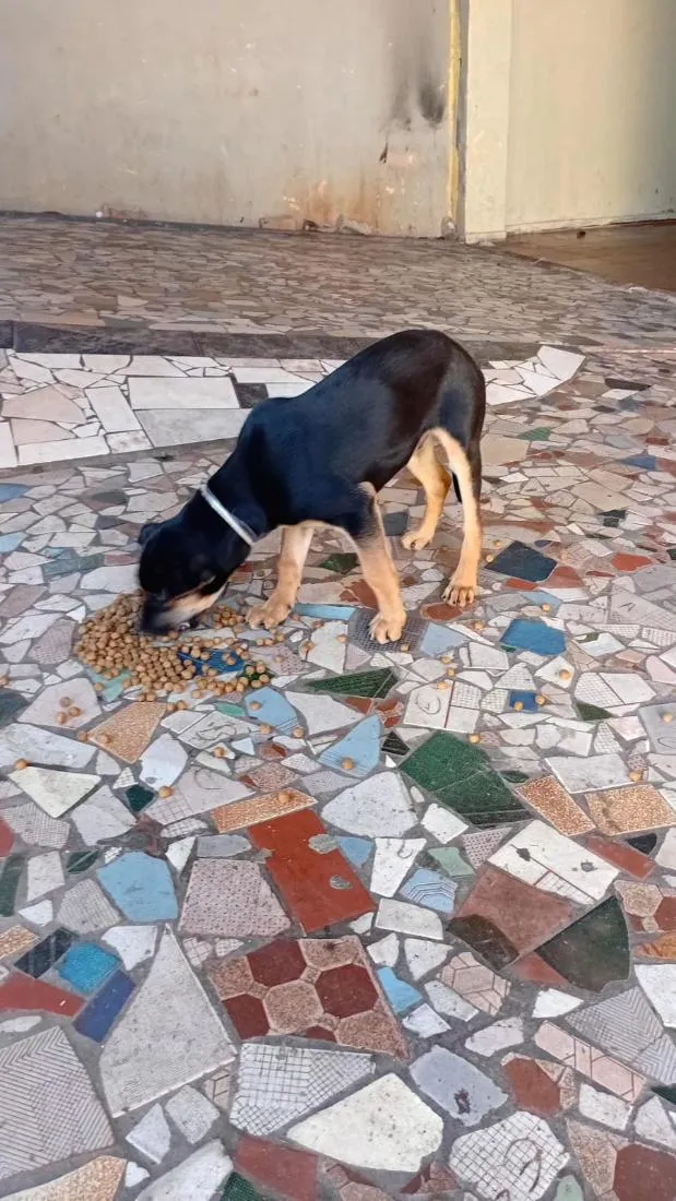 Cachorro raça Rottweiler idade 2 a 6 meses nome chocolate 