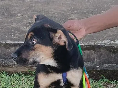 Cachorro raça Rottweiler idade 2 a 6 meses nome chocolate 