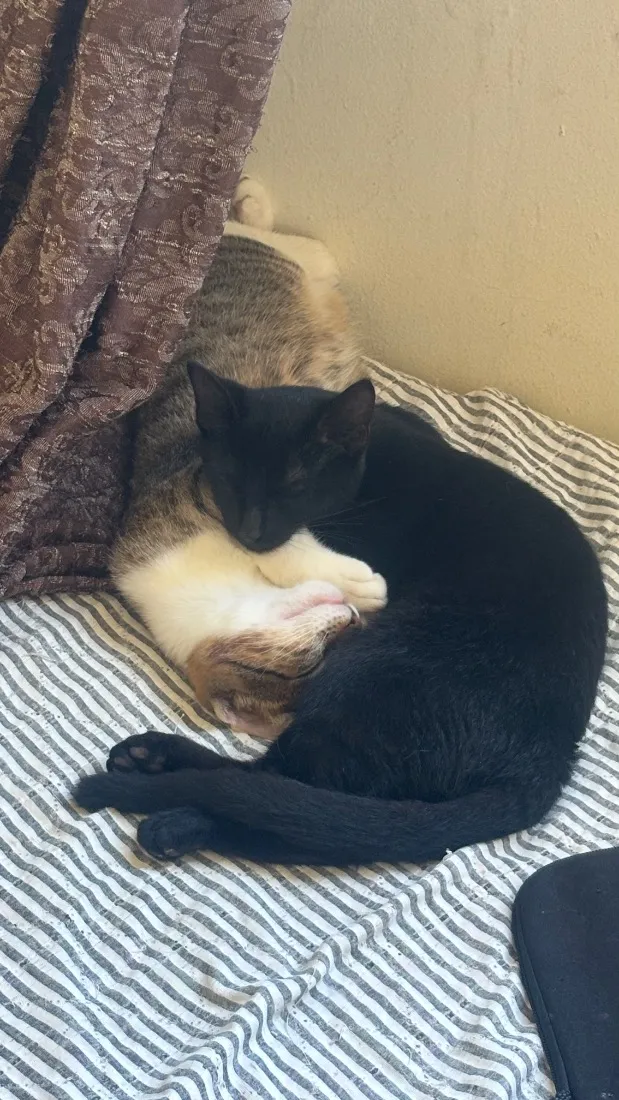 Gato raça SRD-ViraLata idade 2 a 6 meses nome Negão e Dourado