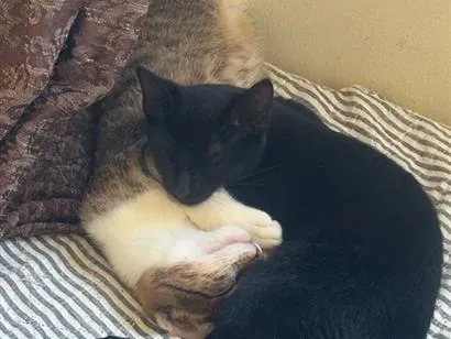 Gato raça SRD-ViraLata idade 2 a 6 meses nome Negão e Dourado