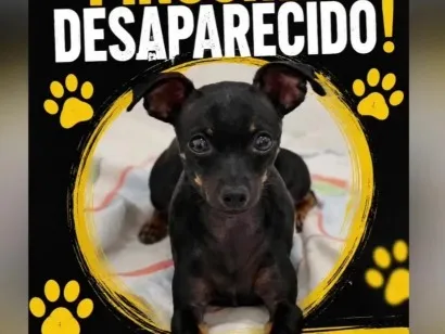 Cachorro raça Pinscher idade 5 anos nome Lucas