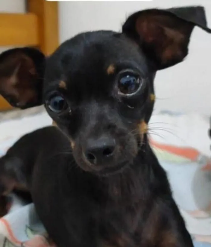 Cachorro raça Pinscher idade 5 anos nome Lucas