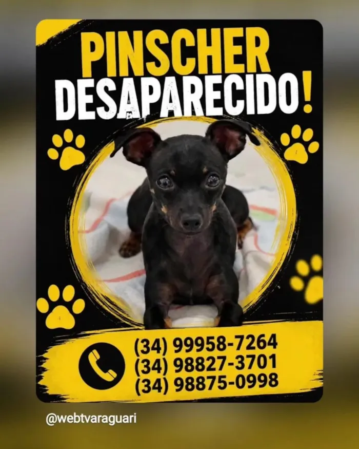 Cachorro raça Pinscher idade 5 anos nome Lucas