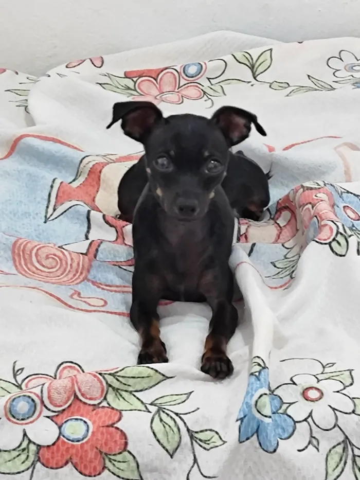 Cachorro raça Pinscher idade 5 anos nome Lucas