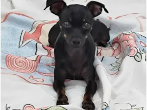 Cachorro raça Pinscher idade 5 anos nome Lucas