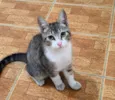 Apolo