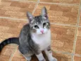 Apolo