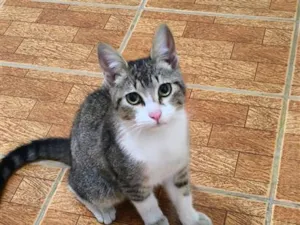 Gato raça SRD-ViraLata idade 2 a 6 meses nome Apolo