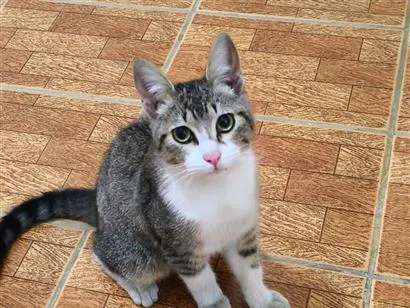 Gato raça SRD-ViraLata idade 2 a 6 meses nome Apolo