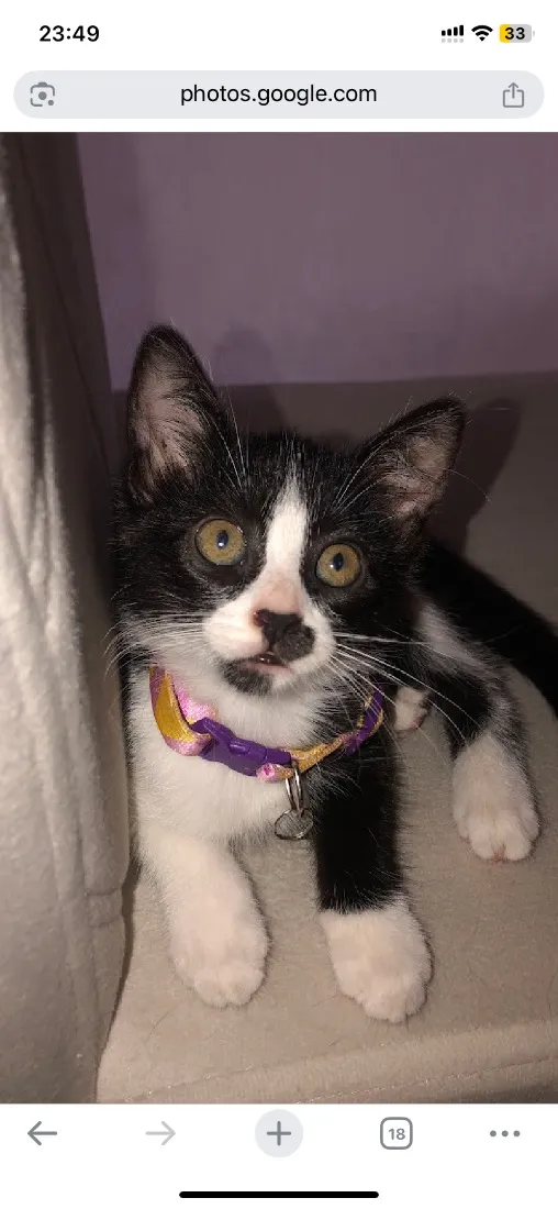 Gato raça SRD-ViraLata idade 2 a 6 meses nome Dominó