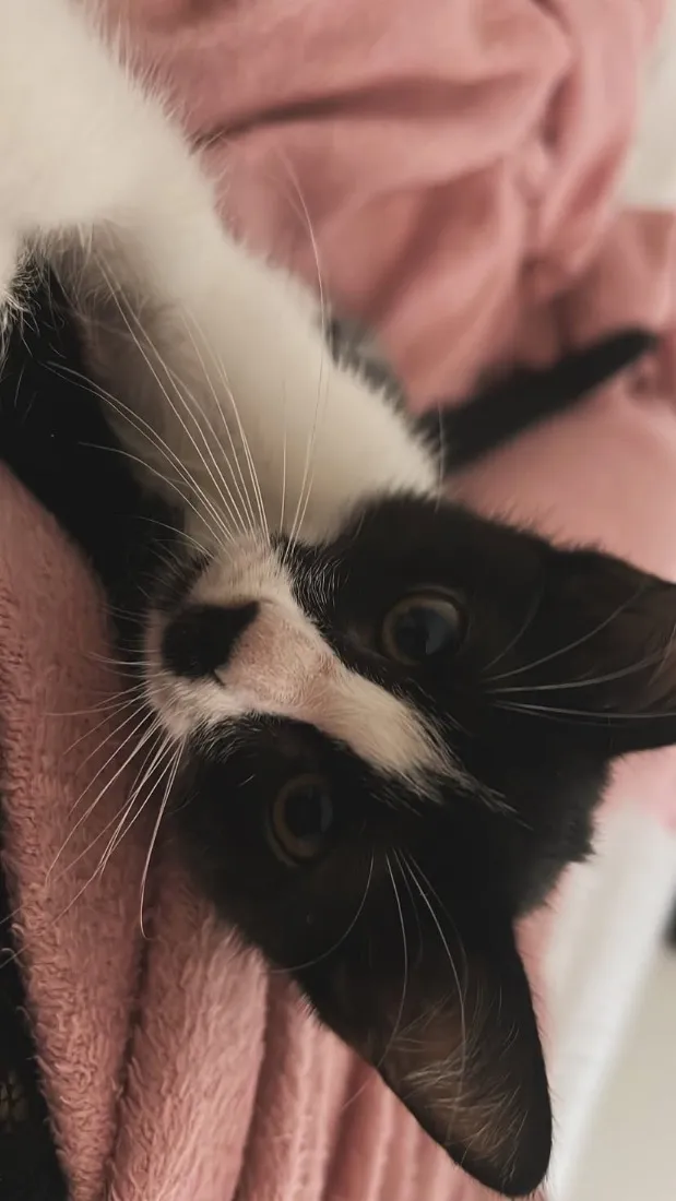 Gato raça SRD-ViraLata idade 2 a 6 meses nome Dominó