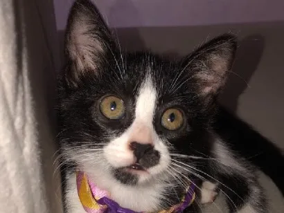 Gato raça SRD-ViraLata idade 2 a 6 meses nome Dominó