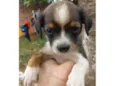 pretinha
