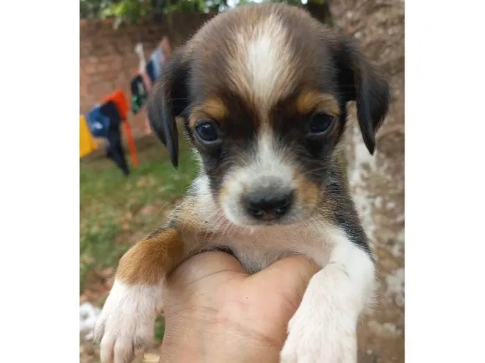 Cachorro raça SRD-ViraLata idade Abaixo de 2 meses nome pretinha