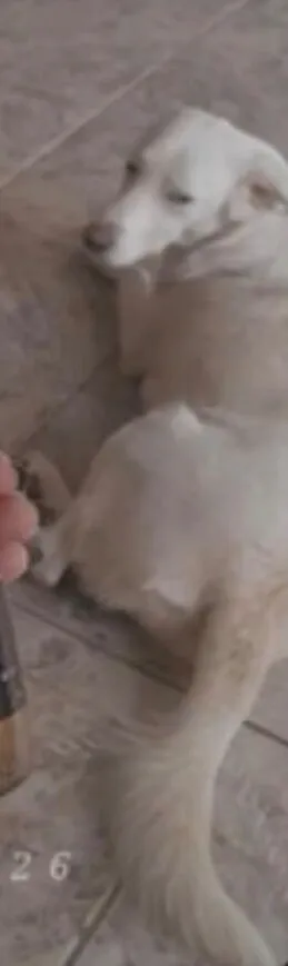 Cachorro raça SRD-ViraLata idade 2 anos nome Pipoca 