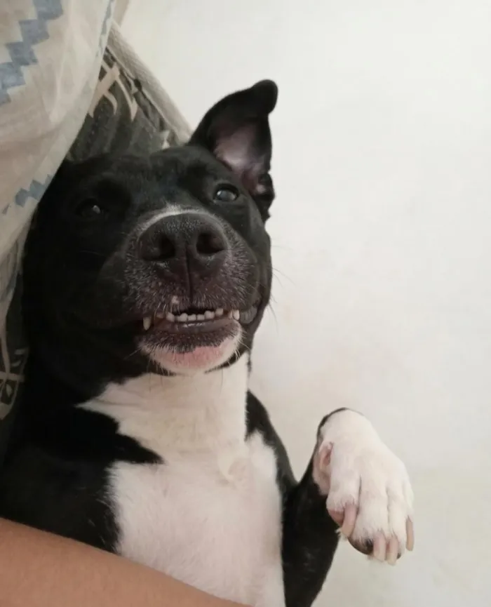 Cachorro raça SRD-ViraLata idade 4 anos nome Lua