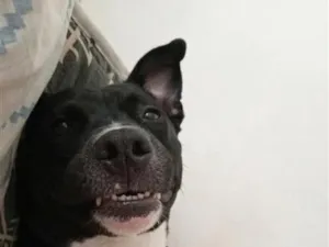 Cachorro raça SRD-ViraLata idade 4 anos nome Lua