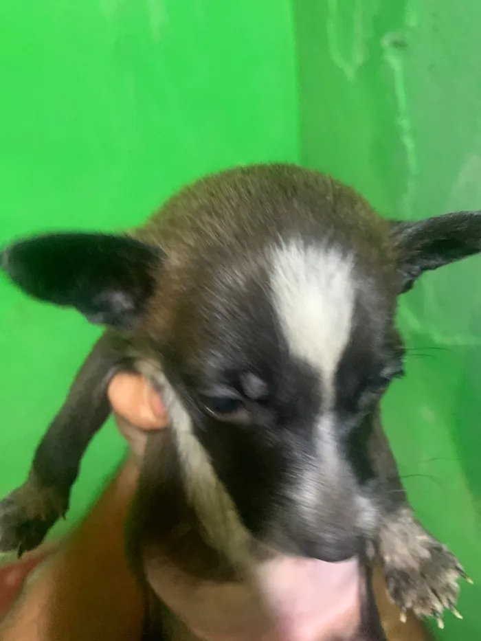 Cachorro raça SRD-ViraLata idade 2 a 6 meses nome Neguinha