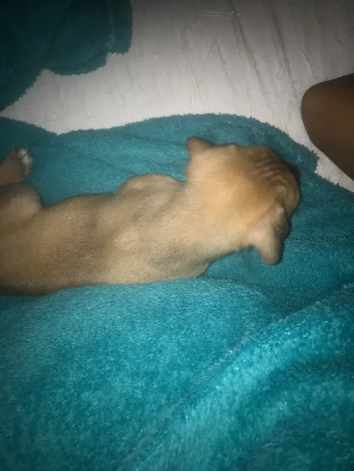 Cachorro raça SRD-ViraLata idade Abaixo de 2 meses nome Sem nome 