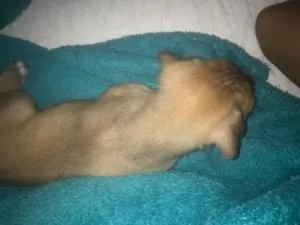 Cachorro raça SRD-ViraLata idade Abaixo de 2 meses nome Sem nome 