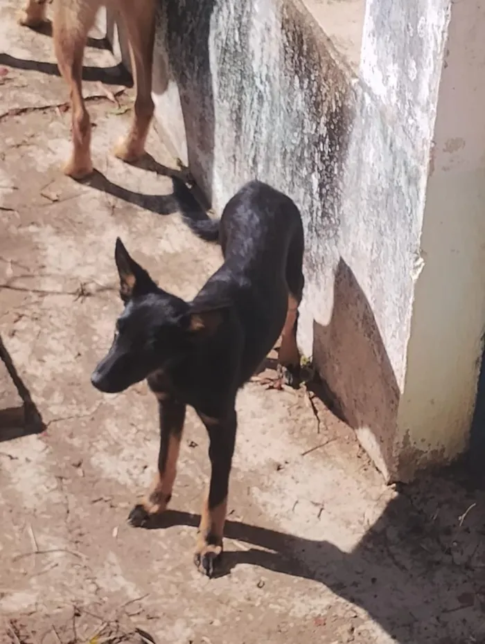 Cachorro raça SRD-ViraLata idade 2 a 6 meses nome Tati, mudada, sem nome