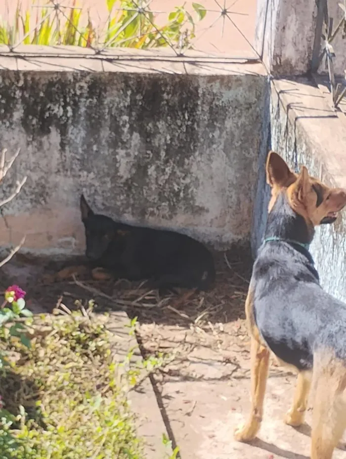 Cachorro raça SRD-ViraLata idade 2 a 6 meses nome Tati, mudada, sem nome
