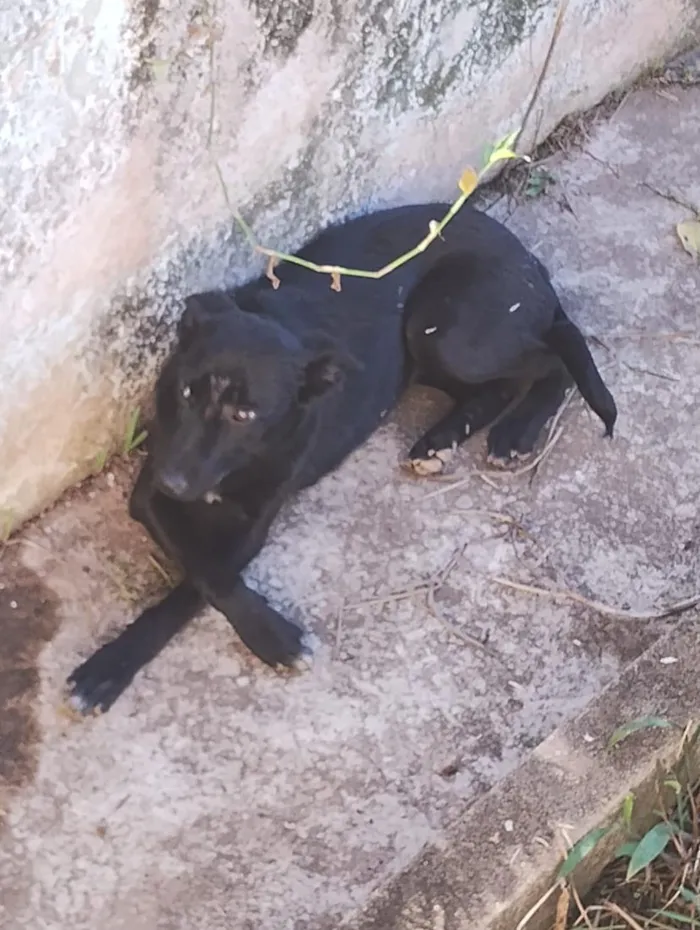 Cachorro raça SRD-ViraLata idade 2 a 6 meses nome Tati, mudada, sem nome