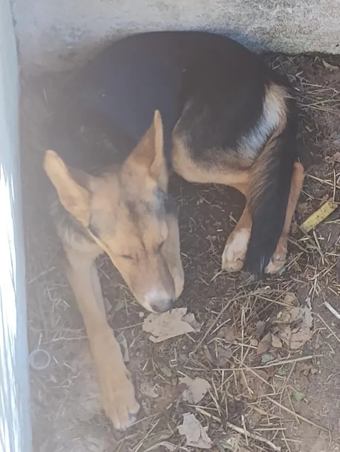 Cachorro raça SRD-ViraLata idade 2 a 6 meses nome Tati, mudada, sem nome