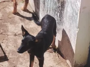 Cachorro raça SRD-ViraLata idade 2 a 6 meses nome Tati, mudada, sem nome
