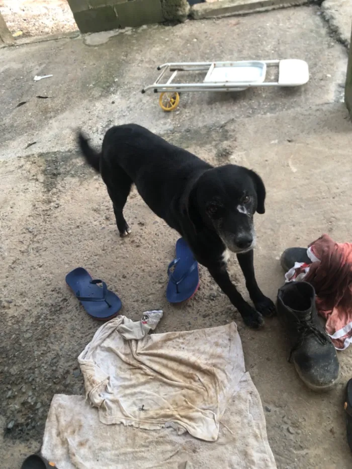 Cachorro raça SRD-ViraLata idade 3 anos nome Não sabemos o nome