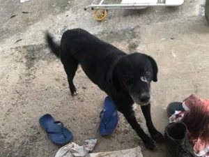 Cachorro raça SRD-ViraLata idade 3 anos nome Não sabemos o nome