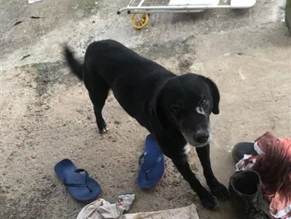 Cachorro raça SRD-ViraLata idade 3 anos nome Não sabemos o nome