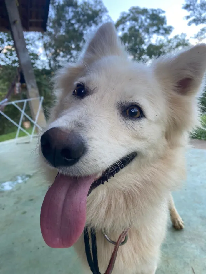 Cachorro raça SRD-ViraLata idade 1 ano nome Spark