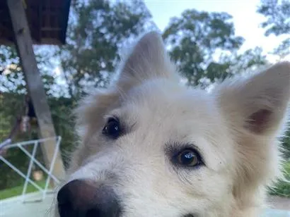 Cachorro raça SRD-ViraLata idade 1 ano nome Spark