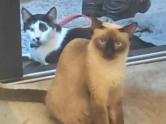 Gato raça Siamês idade 1 ano nome mel