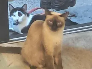 Gato raça Siamês idade 1 ano nome mel