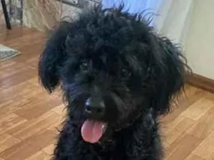 Cachorro raça Poodle idade 1 ano nome Feijao