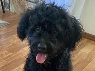 Cachorro raça Poodle idade 1 ano nome Feijao