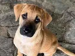 Cachorro raça SRD-ViraLata idade 2 a 6 meses nome Caramelo